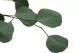 Eucalipto Populus stabilizzato 11
