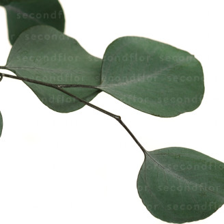 Eucalipto Populus Preservado - Verde