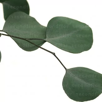 Eucalyptus Populus stabilis&eacute;