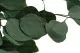 Eucalyptus Populus stabilis&eacute; 8