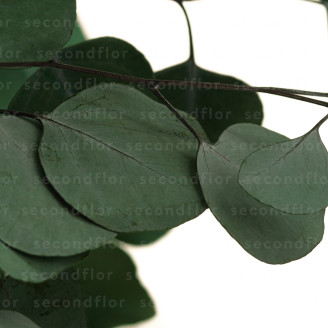 Eucalipto Populus Preservado - Verde
