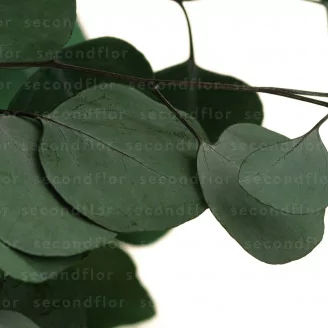 Eucalyptus Populus stabilis&eacute;