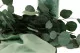 Preserved Populus Eucalyptus 4