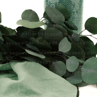 Eucalyptus Populus Preserved - Green