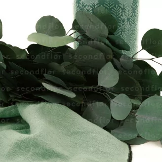 Preserved Populus Eucalyptus