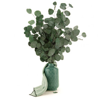 Eucalyptus Populus Preserved - Green
