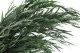 Preserved Nicoly Eucalyptus Green 2