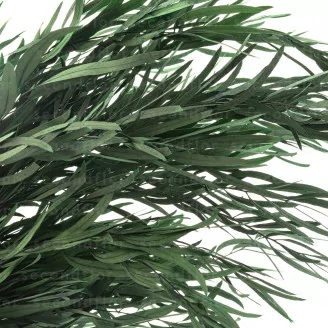 Eucalyptus Nicoly Preserved - Green