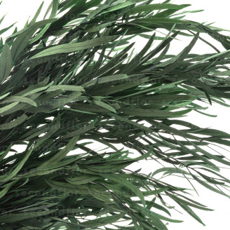 Eucalyptus Nicoly Stabilized - Green