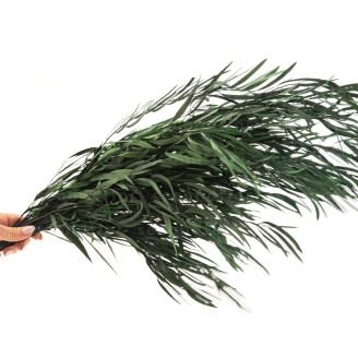 Eucalyptus Nicoly Stabilized - Green