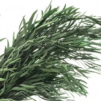 Preserved Nicoly Eucalyptus Green