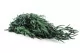 Preserved Nicoly Eucalyptus Green 6