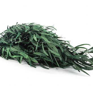 Eucalipto Nicoly Preservado - Verde
