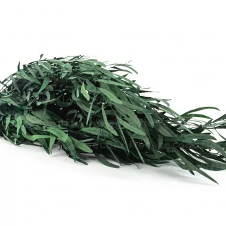 Preserved Nicoly Eucalyptus Green
