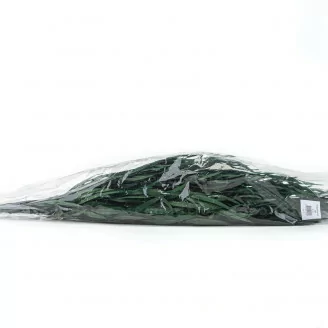 Preserved Nicoly Eucalyptus Green