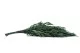 Preserved Nicoly Eucalyptus Green 7