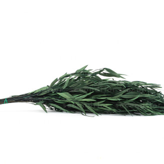 Eucalyptus Nicoly Stabilized - Green