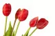 Bouquet di Tulipani Artificiali Rosa 2