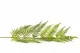 Artificial Giant Fern 3