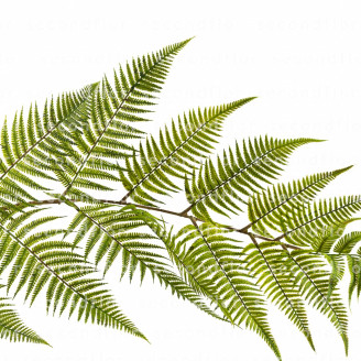 Artificial Giant Fern - Green