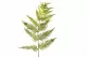 Artificial Giant Fern 6