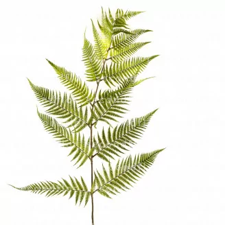 Felce Gigante artificiale