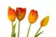 K&uuml;nstlicher Tulpenstrau&szlig; Orange 2