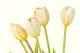 K&uuml;nstlicher Tulpenstrau&szlig; Creme 2