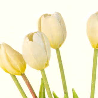 Bouquet de Tulipes Artificielles - Cr&egrave;me