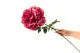 Artificial XXL Peony Pink 4