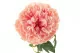 Pivoine XXL artificielle Rose Clair 5