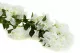 Bouganville artificiale Ricadente Bianco 7
