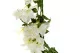 Bouganville artificiale Ricadente Bianco 8