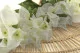 Bouganville artificiale Ricadente Bianco 4