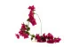 Buganvilla artificial Colgante Fucsia 3
