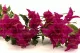 Buganvilla artificial Colgante Fucsia 6