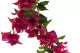 Bouganville artificiale Ricadente Fucsia 7