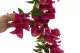 Bouganville artificiale Ricadente Fucsia 4