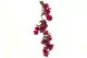 Chute de Bougainvillier artificielle Fuchsia 1