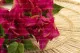Bouganville artificiale Ricadente Fucsia 2