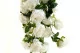 K&uuml;nstlicher Rosenh&auml;nger Creme 6