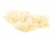 Camelia Gigante artificiale Crema (x3) 5