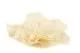 Artificial Giant Camellia Cream (x3) 8