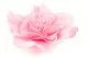 Camelia Gigante artificiale Rosa (x3) 5