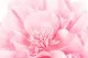 Cam&eacute;lia G&eacute;ant artificiel Rose (x3) 3