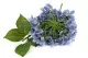 Hortensia G&eacute;ant artificiel Bleu 6