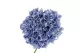 K&uuml;nstliche Riesenhortensie Blau 2