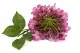 K&uuml;nstliche Riesenhortensie Rosa 7