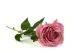 Rose artificielle Rose 2