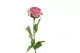 K&uuml;nstliche Rose Rosa 5